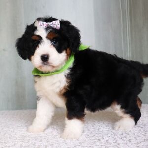 Bernedoodle Puppy Dawn