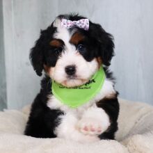 Bernedoodle Puppy Dawn