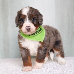 Bernedoodle Puppy Ollie