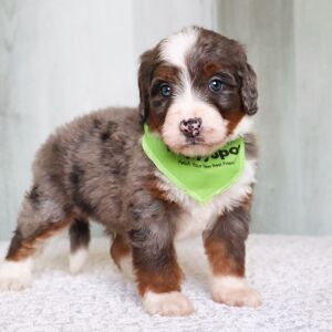 Bernedoodle Puppy Ollie