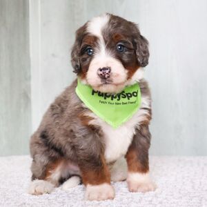 Bernedoodle Puppy Ollie