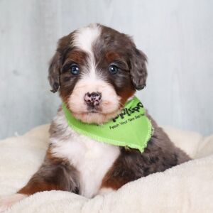 Bernedoodle Puppy Ollie