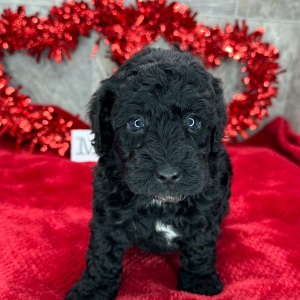 Poodle Puppy Trixie