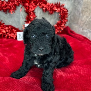 Poodle Puppy Trixie