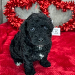 Poodle Puppy Trixie