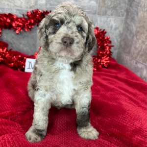 Poodle Puppy Torro