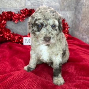 Poodle Puppy Torro