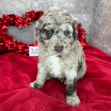 Poodle Puppy Torro