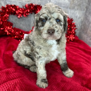 Poodle Puppy Torro