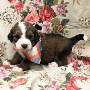 Bernedoodle Puppy Magnum