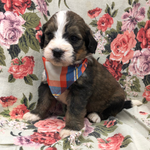 Bernedoodle Puppy Magnum