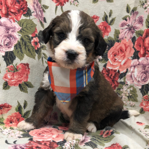 Bernedoodle Puppy Magnum