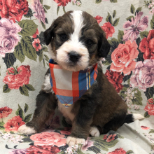 Bernedoodle Puppy Magnum