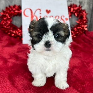Shih Tzu Puppy Millie
