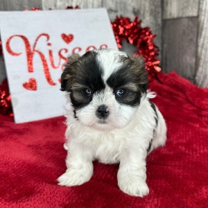 Shih Tzu Puppy Millie
