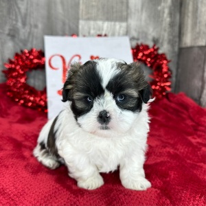 Shih Tzu Puppy Millie