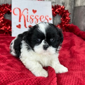 Shih Tzu Puppy Marshall