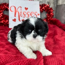 Shih Tzu Puppy Marshall