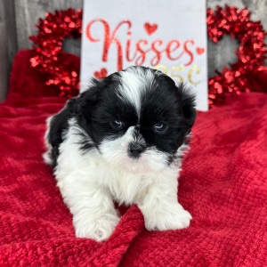 Shih Tzu Puppy Marshall