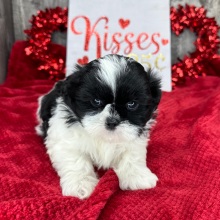 Shih Tzu Puppy Marshall
