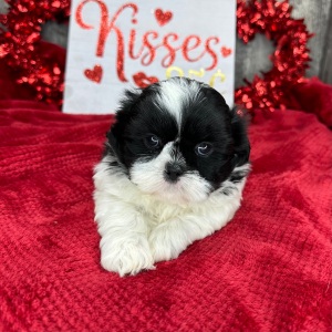 Shih Tzu Puppy Marshall