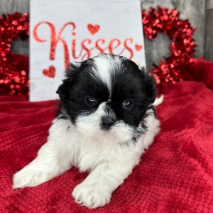 Shih Tzu Puppy Marshall