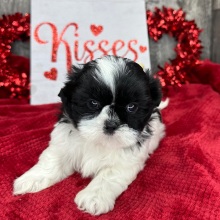 Shih Tzu Puppy Marshall