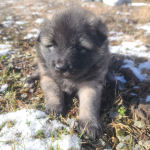 Keesh-Inu Puppy Tickles