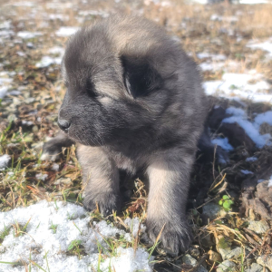 Keesh-Inu Puppy Tickles
