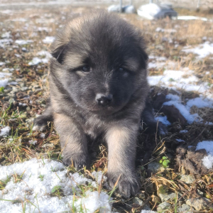 Keesh-Inu Puppy Tickles
