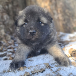 Keesh-Inu Puppy Tickles