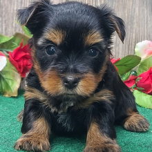 Yorkshire Terrier Puppy Dapper Dan