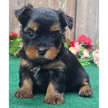 Yorkshire Terrier Puppy Dapper Dan