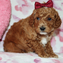 Poodle Puppy Amberly