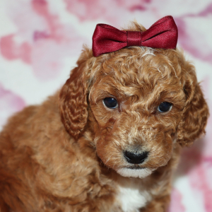 Poodle Puppy Amberly