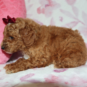 Poodle Puppy Amberly