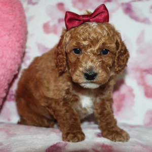 Poodle Puppy Amberly
