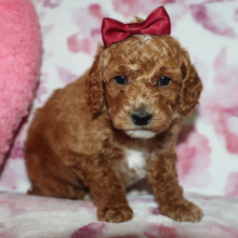 Poodle Puppy Amberly