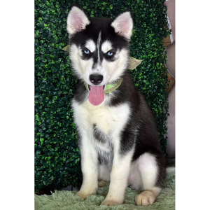 Siberian Husky Puppy Karol