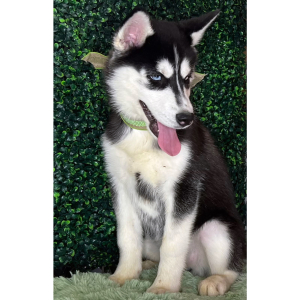Siberian Husky Puppy Karol