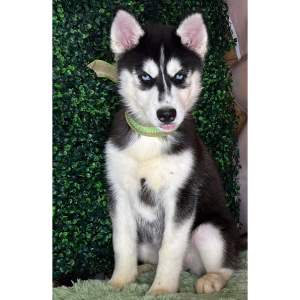 Siberian Husky Puppy Karol