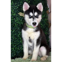 Siberian Husky Puppy Karol