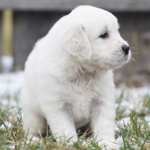 Golden Retriever Puppy Kale