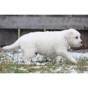 Golden Retriever Puppy Kale