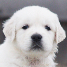 Golden Retriever Puppy Kale