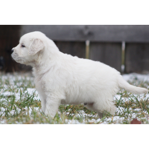 Golden Retriever Puppy Kale
