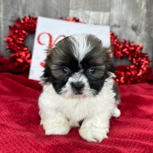 Shih Tzu Puppy Petra