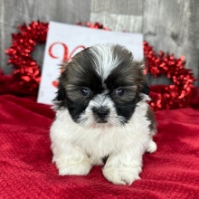 Shih Tzu Puppy Petra