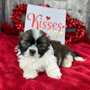Shih Tzu Puppy Petra