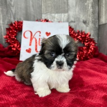 Shih Tzu Puppy Petra